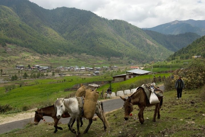Ponies in Bumthang, Bhutan